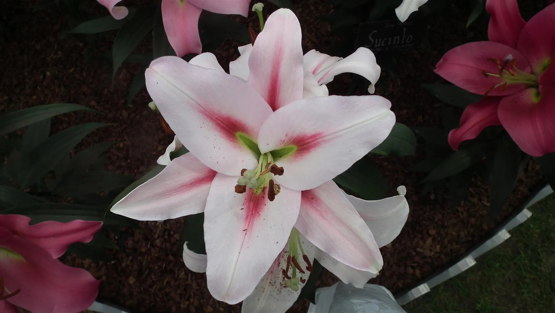 Dscf5480