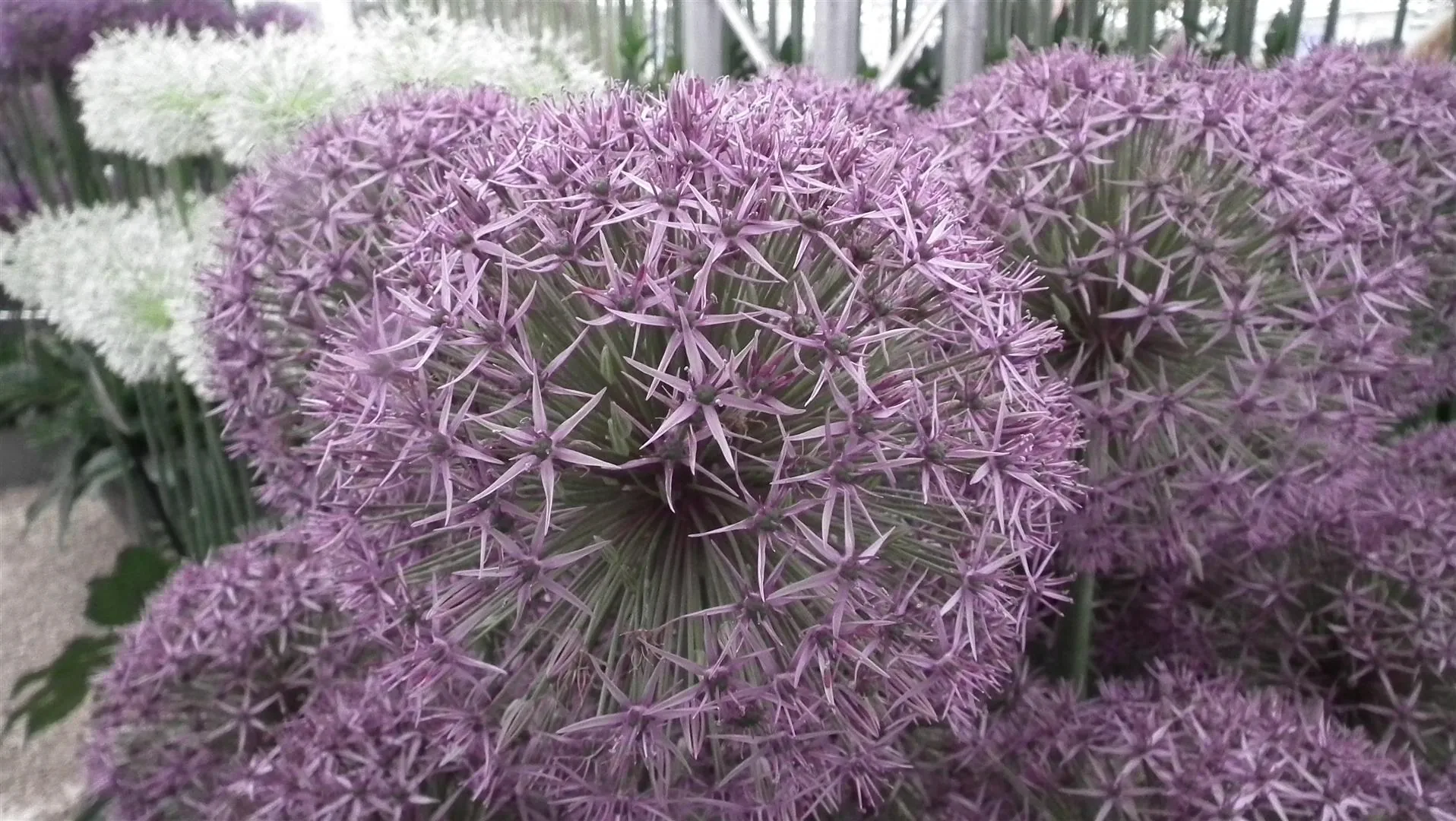 Dscf5530